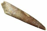 Fossil Plesiosaur (Zarafasaura) Tooth - Morocco #259159-1